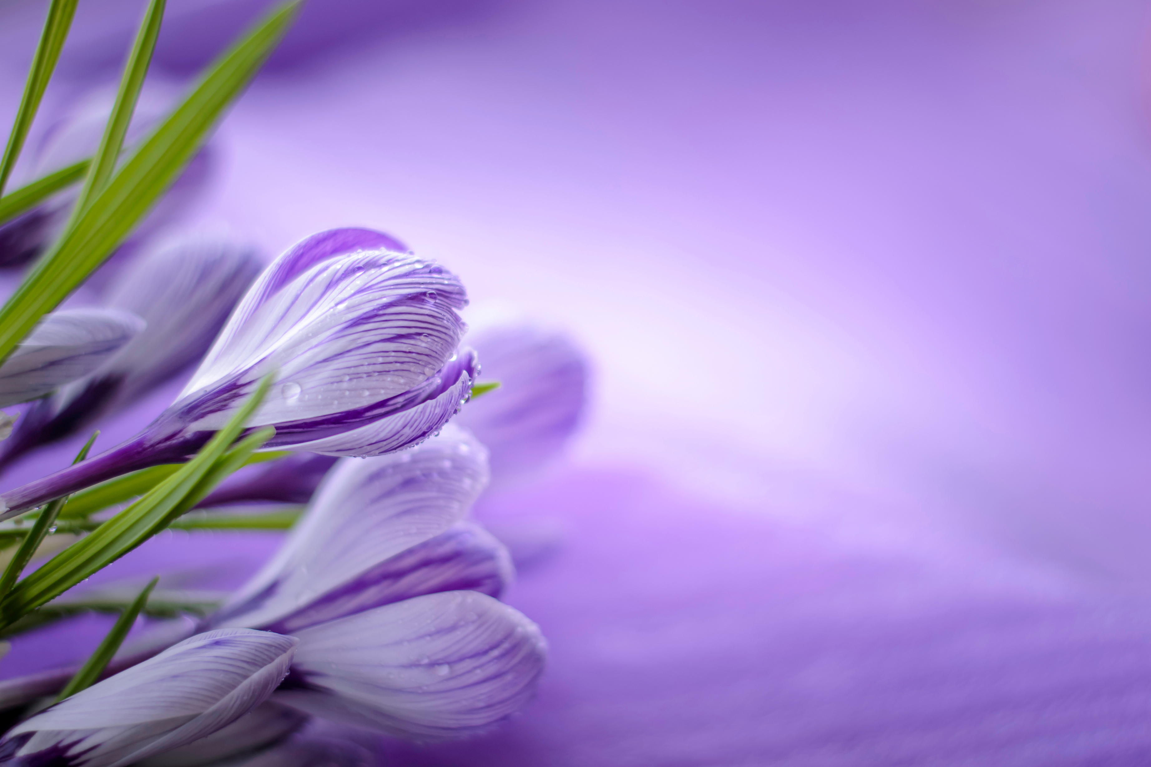 Purple flower plant 